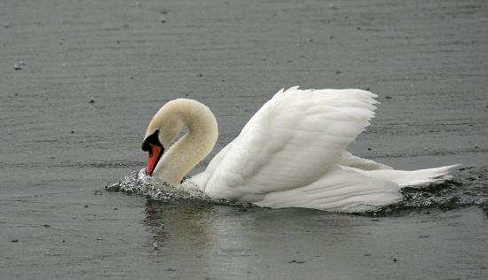 Mute Swan surfing!